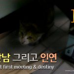 [<b>람</b>쥐] 1편 - 길고양이 <b>람</b>쥐와 첫 만남 그리고 인연_시즌1