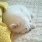 [스피츠볼리] 스피츠 볼리 :<b>D</b>귀여운아가시절