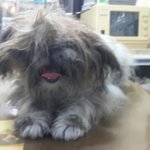 만신창이로 버림받은아이들 치료받을수있도록 서명과 도움부탁드립니다