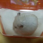 [바나] 돼지찹쌀떡 햄쥐의 <b>별장</b> 여행기