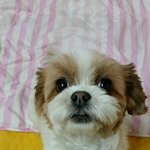 [강아지] 유기견 싳ᆞ