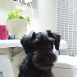 <b>볼일</b>보고 변기에서 기다리는 럭키