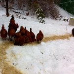 [만득써니] 다리골 <b>삽살개</b> 만득써니와 메리의 시골 에피소드5