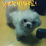 [도와주세요] 강아지를찾습니다