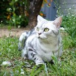 [수리<b>노을</b>] 봄소풍 나온 고양이가족^^