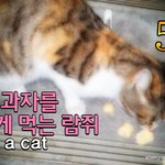 [<b>람</b>쥐] 5편 - 잡곡 과자를 맛있게 먹는 <b>람</b>쥐