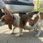 [함안길천사] 만삭으로 버려진 어미 비글과 9마리 <b>꼬물</b>이들