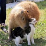 <b>붙임성</b>이 좋은녀석 카피바라