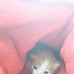 [고양이] 아기 길냥이 돌봐주실 분 계신가요ㅜㅜ?