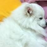 [스피츠볼리] (스피츠) 볼리의 <b>사람흉내</b>