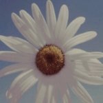 [꼭댓글부탁] <b>꽃</b> <b>이름</b> 좀 알려주세요 !