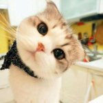 [시우민] 시우민 닮은 고양이 
