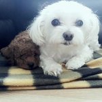 [도와주세요] 저희 강아지를 찾아주세요