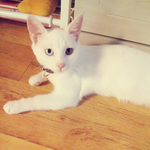 [EXO] 나 <b>집</b>ㄹ사인데 우리 <b>보쌈</b>이어때?