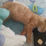 고양이새끼<b>분양</b>