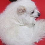[스피츠볼리] 스피츠 볼리~ 귀여움에 푹빠져봐용:D