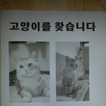 #소답동 구룡사 주차장에서 고양이를 잃어버렸습니다#