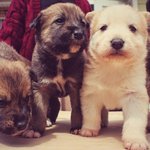 [강아지] 4탄) 사진 찍기 좋아하는 19세 흔녀.. ( 강아지)