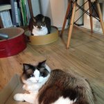 [탑과라떼] 라떼의 식탐표정 =^ㅅ^=