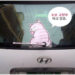 [초보고양이] * 재미있는 사진 ^^ *