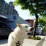 [허스키<b>심바</b>] <b>심바</b>의 산책일기 -유모차 타고 여기저기 돌아다녀요-