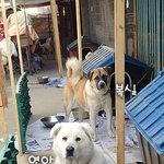 [유기견] 갈곳없는 인천 유기견 80마리+소장님 도와주세요.