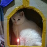 [삼색이] <b>희망</b>아 열살 생일 축하해