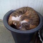 [<b>람</b>쥐] 7편 - 낮잠에 취한 <b>람</b>쥐^^_시즌1