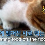 [람쥐] 8편 - 바닥에 떨어진 <b>사료</b> 먹는 람쥐_시즌1