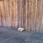 고양이의 <b>낮잠</b>