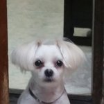 (<b>안산</b> / 강아지 "또글이"찾아주세요) 사례금
