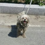 [함안길천사] <b>노끈</b>에 묶여 도로가 버려진 누더기 말티