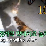 [<b>람</b>쥐] 10편 - 나무젓가락 막대기로 <b>람</b>쥐와 놀기_시즌1