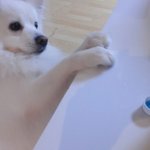 [스피츠볼리] <b>패트</b>병 뚜껑 탐내는 볼리:D