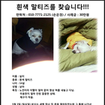 [말티즈] 10년이상 함께한 <b>반려</b>견을 잃어버렸어요 ㅠㅠ