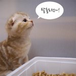 [수리노을] 아깽이들의 가출 도전기