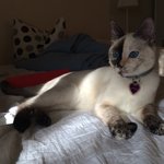 우리 집 똥꼬발랄 귀염둥이 <b>눈꽃</b>이