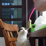 [고양이] <b>오뎅</b>꼬지가지고 노는 우리집 고양이