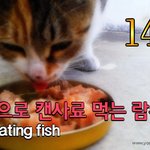 [람쥐] 14편 - 처음으로 캔<b>사료</b> 먹는 람쥐_시즌1