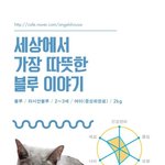 [나주천사의집/러시안블루] 세상에서 가장 <b>따듯</b>한 블루의 가족이 되어주세요.