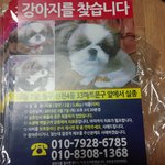 [<b>애견</b>분실] 우리 이찌 찾아주세요