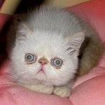 이바의 냥플래쉬! 냐옹드러머의 더블타임스윙<b>기법</b> 연주 감상하세요.