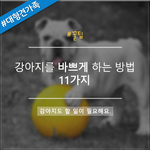 [<b>꿀팁</b>] 강아지를 바쁘게 하는 방법 11가지