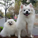 용순이와똘이에요