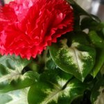 [댓글부탁해] 이<b>식물</b>이름이 먼가요?