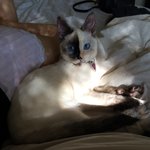 [고양이] 2탄)똥고발랄 눈꽃이 일상❤️