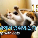[<b>람</b>쥐] 15편 - 화분위에서 길고양이 <b>람</b>쥐와 놀기_시즌1