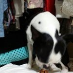 울 보스턴테리어 <b>두비</b> 모습이에요!!!