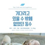 [유기견] [나주천사의집/시츄] 기다리고 있을 수 밖에 없었던 <b>동수</b>...