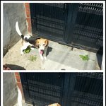 가을, 겨울, 봄 지나 오랜만에 비글 야<b>롱이</b>판